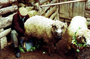A farmer milking his sheep in Dojkincima, Serbia, on St. George's Day--the start of the milking season. Note the apotropaic flower wreaths on the animals' necks.